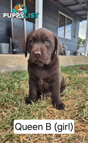 Chocolate Labrador Puppies