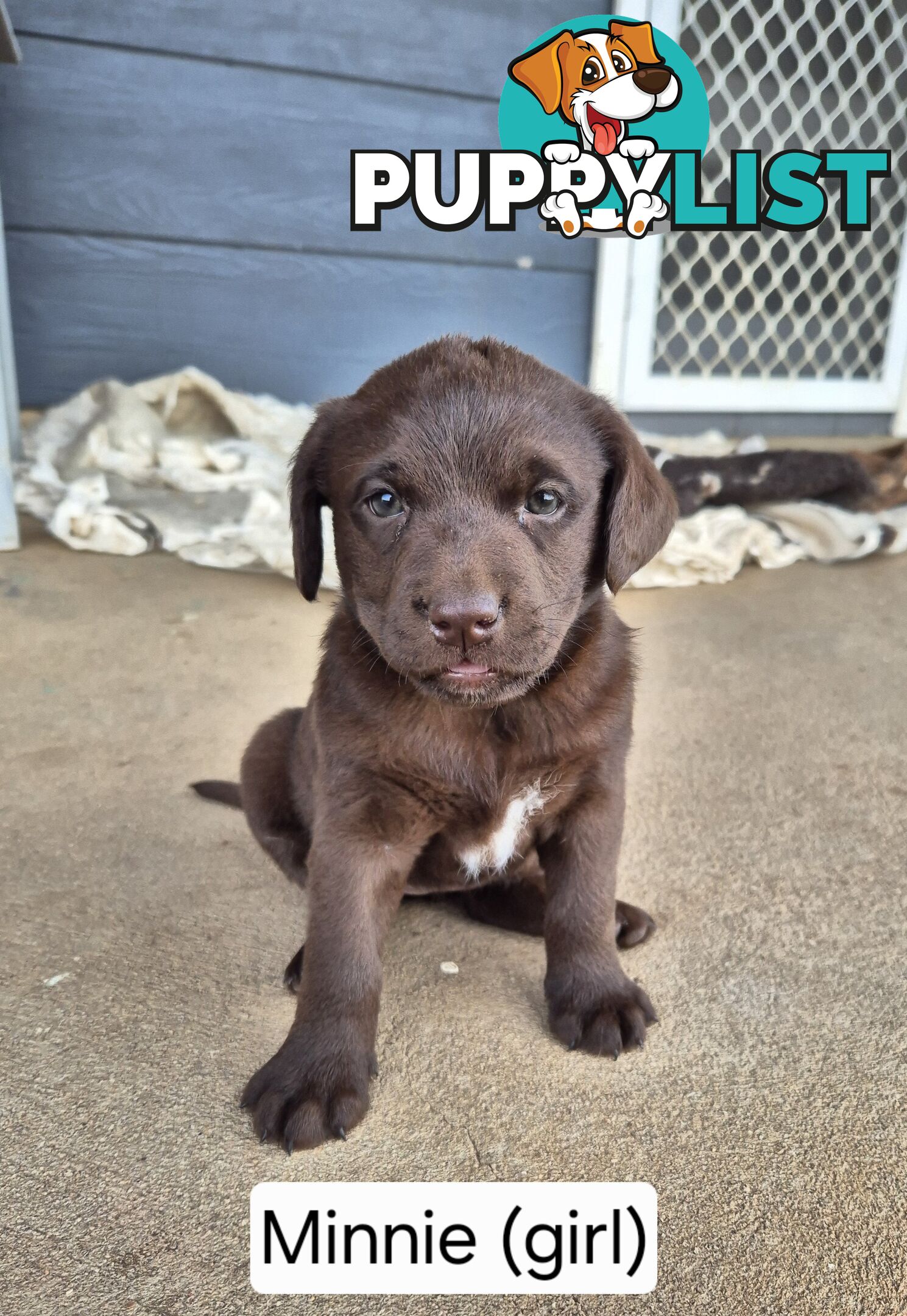 Chocolate Labrador Puppies