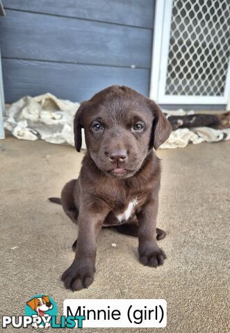 Chocolate Labrador Puppies