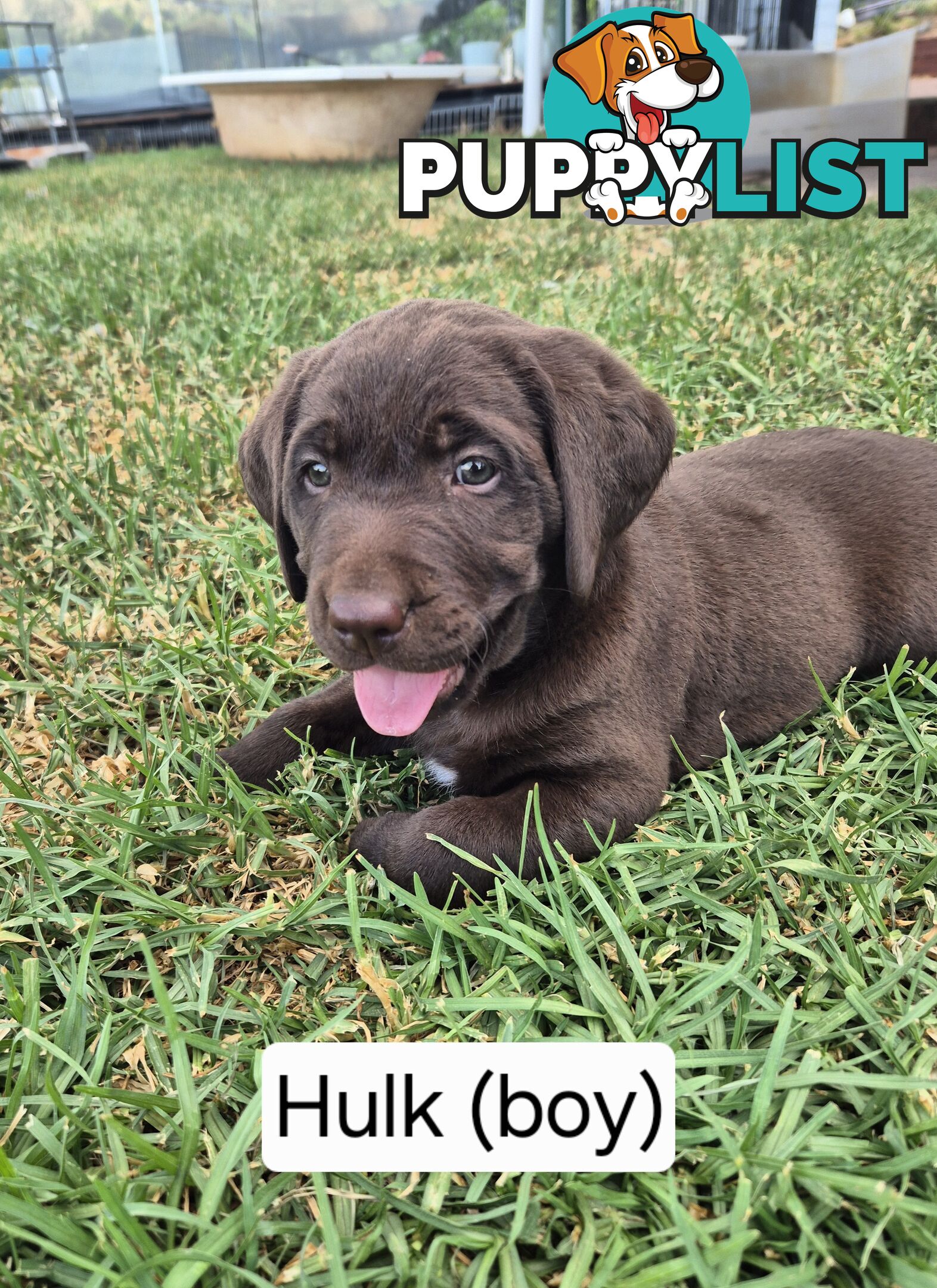 Chocolate Labrador Puppies