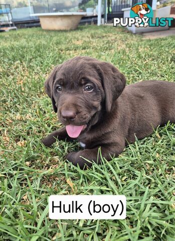 Chocolate Labrador Puppies