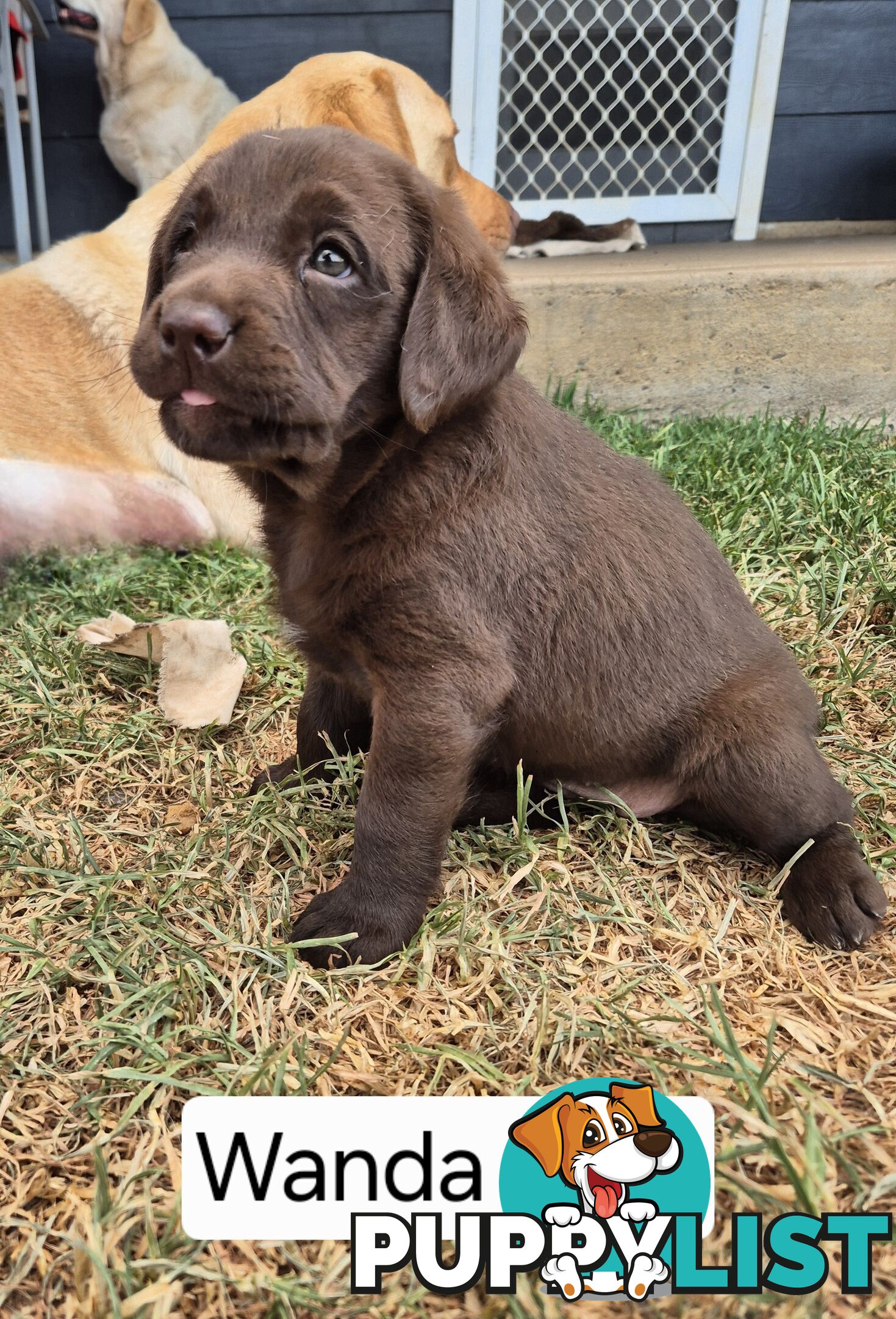 Chocolate Labrador Puppies