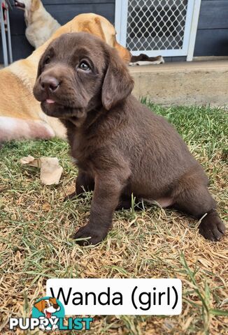 Chocolate Labrador Puppies