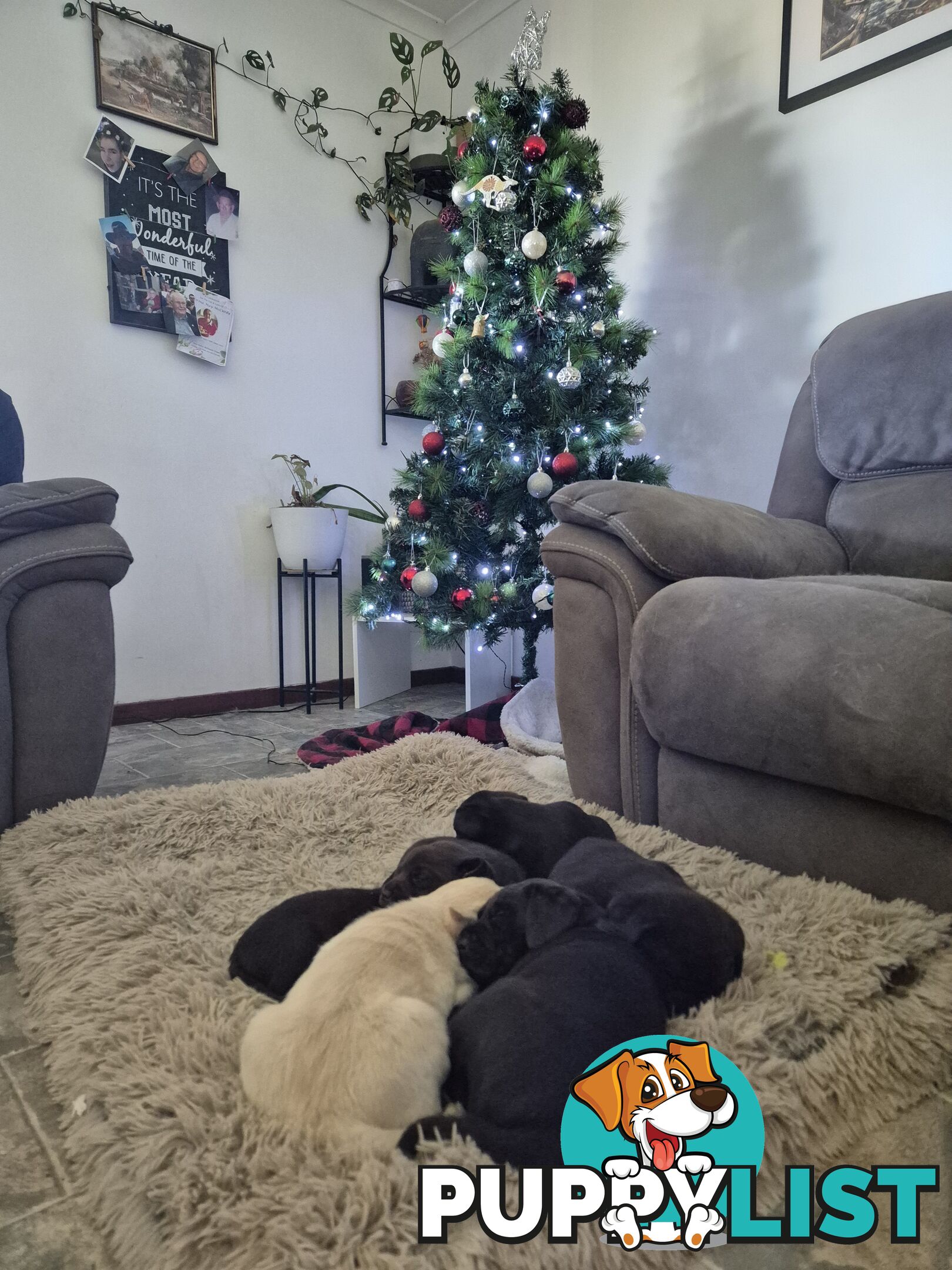 Chocolate Labrador Puppies