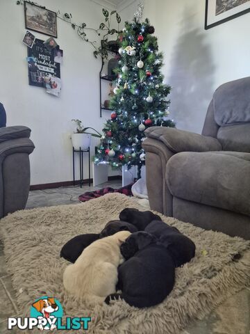 Chocolate Labrador Puppies