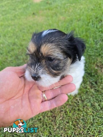 Malteze Shitzu Puppies 9 weeks old