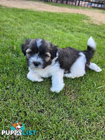 Malteze Shitzu Puppies 9 weeks old