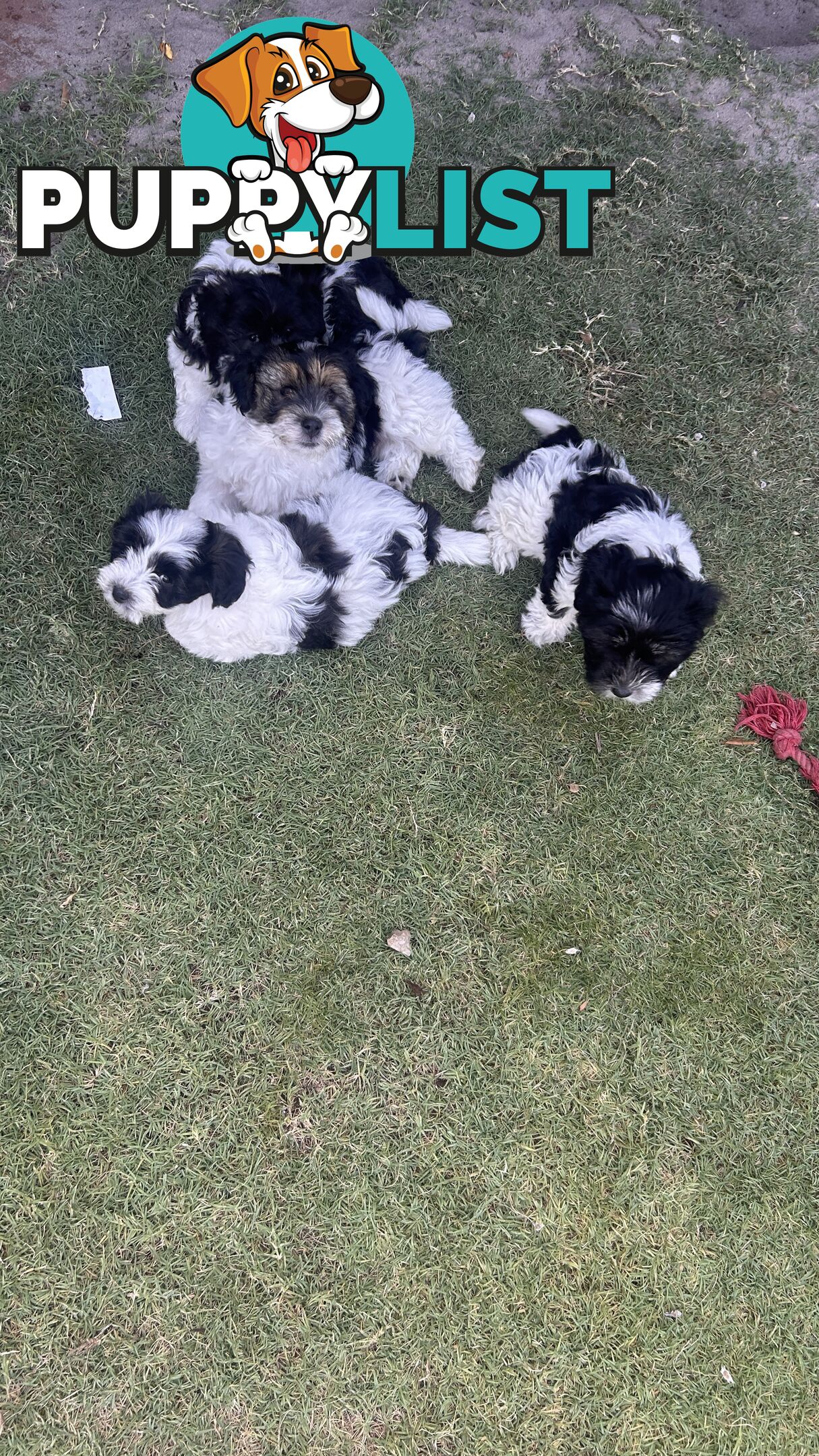 Malteze Shitzu Puppies 9 weeks old