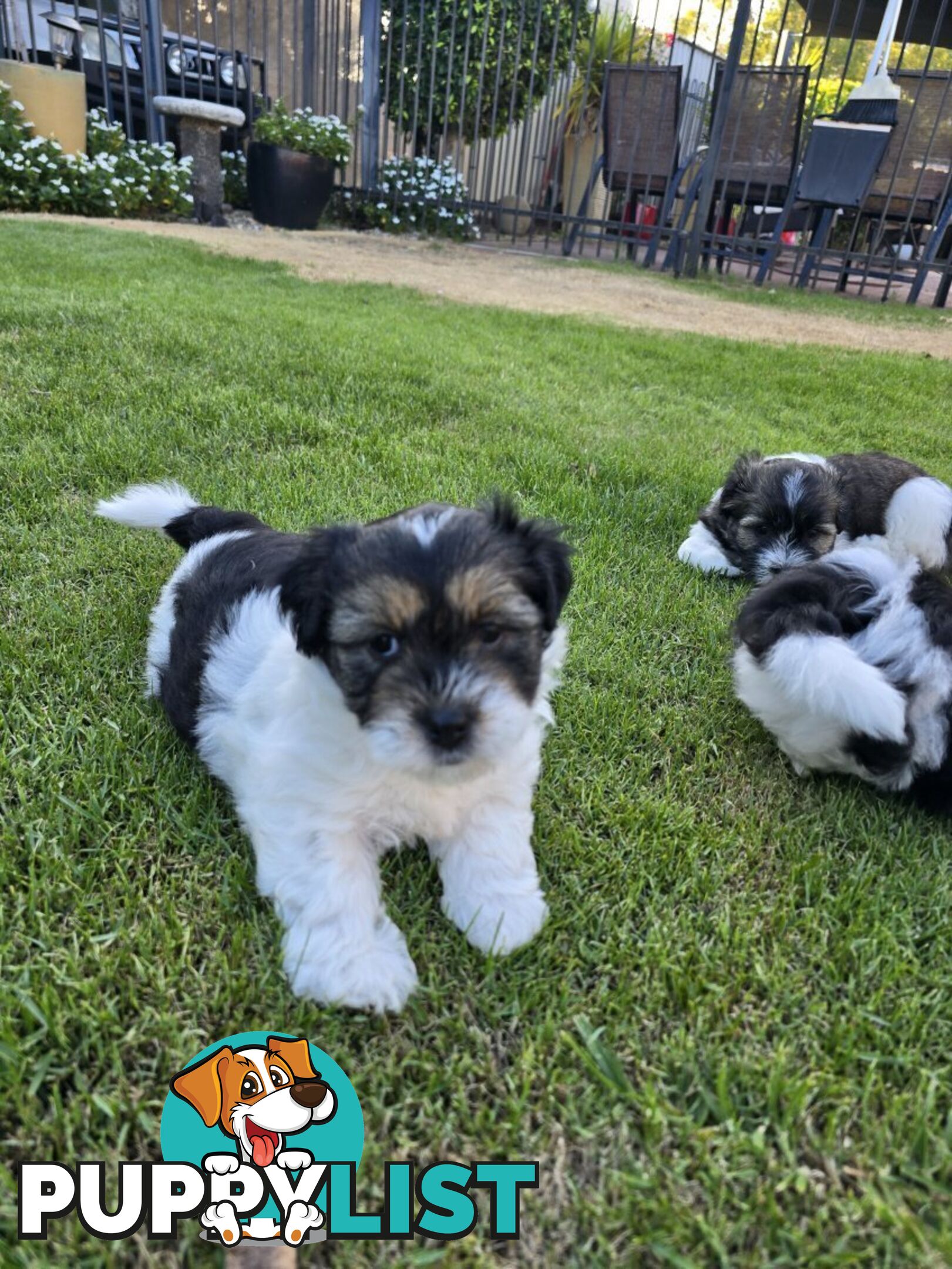 Malteze Shitzu Puppies 9 weeks old