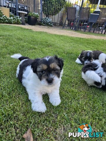 Malteze Shitzu Puppies 9 weeks old