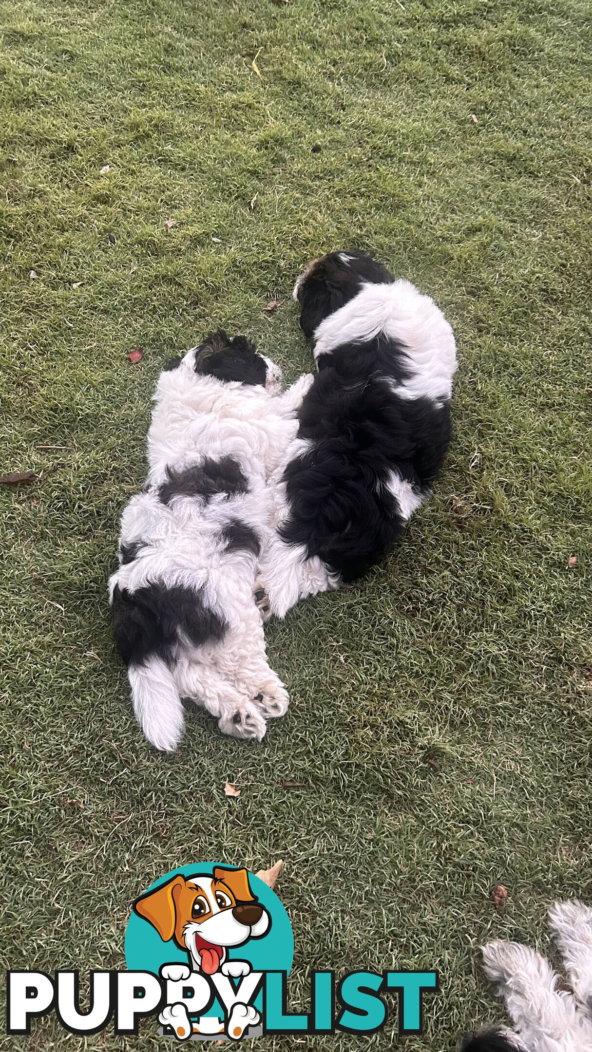 Malteze Shitzu Puppies 9 weeks old