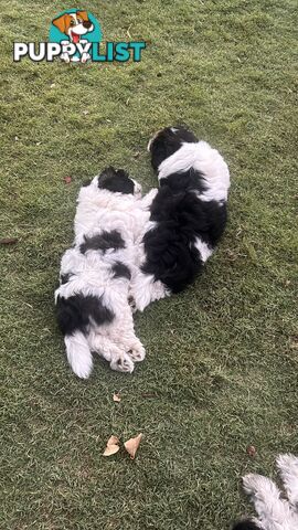 Malteze Shitzu Puppies 9 weeks old