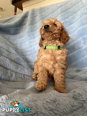 Cavoodle