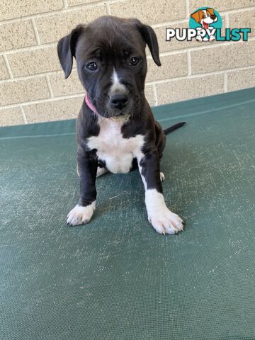 Purebred American Staffordshire  puppies