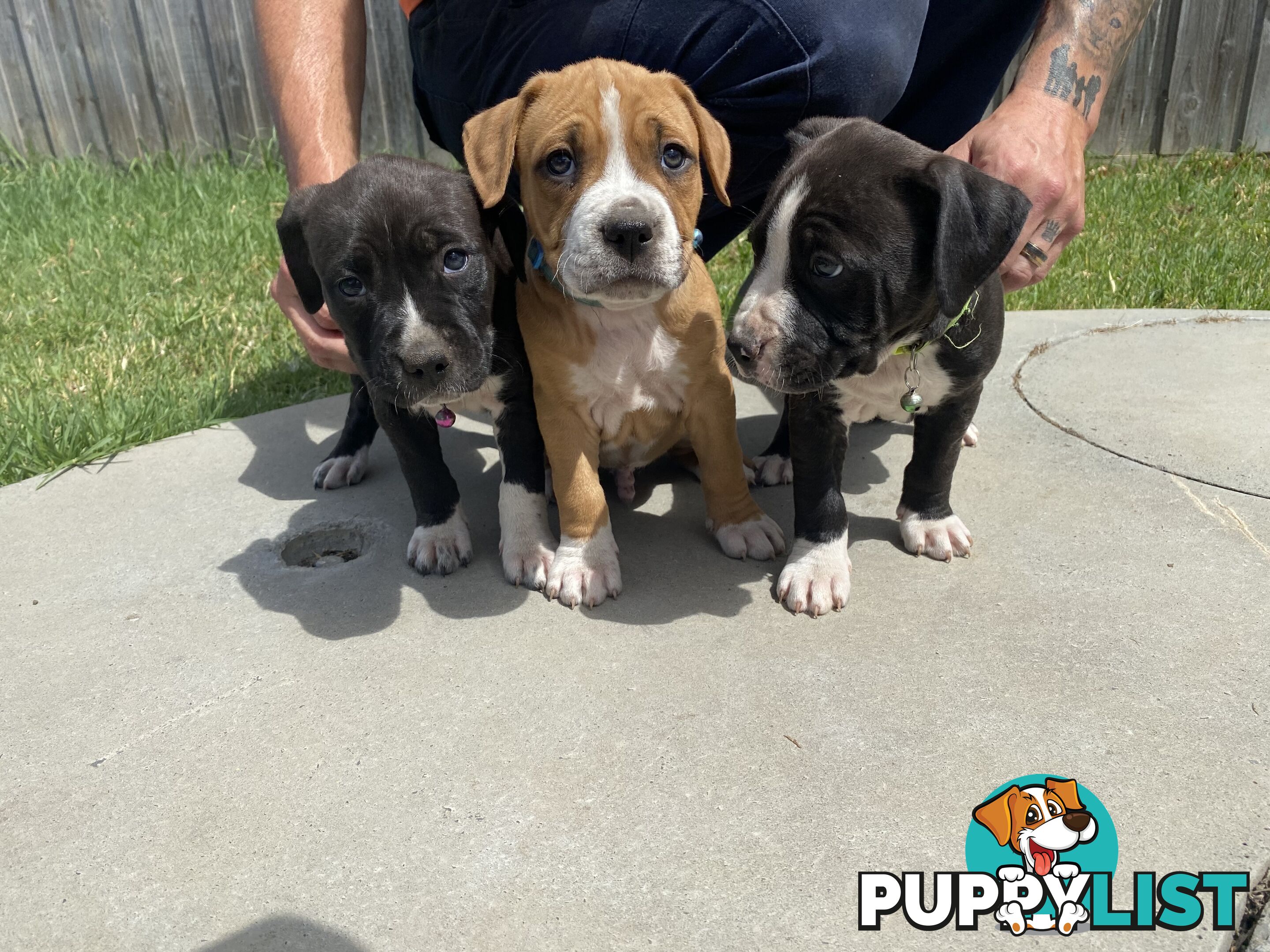 Purebred American Staffordshire  puppies