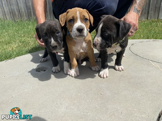 Purebred American Staffordshire  puppies