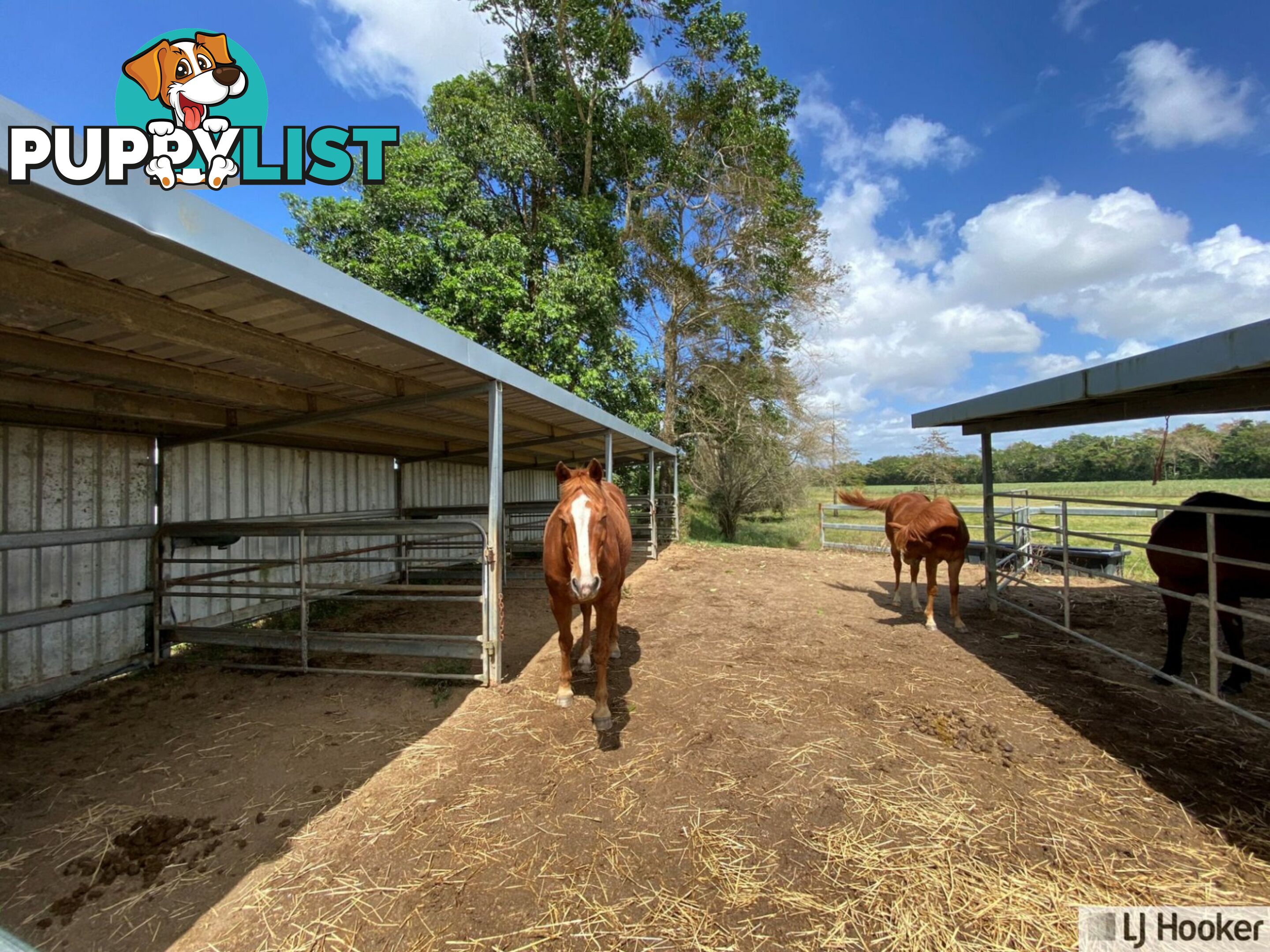 61 Davidson Road EURAMO QLD 4854