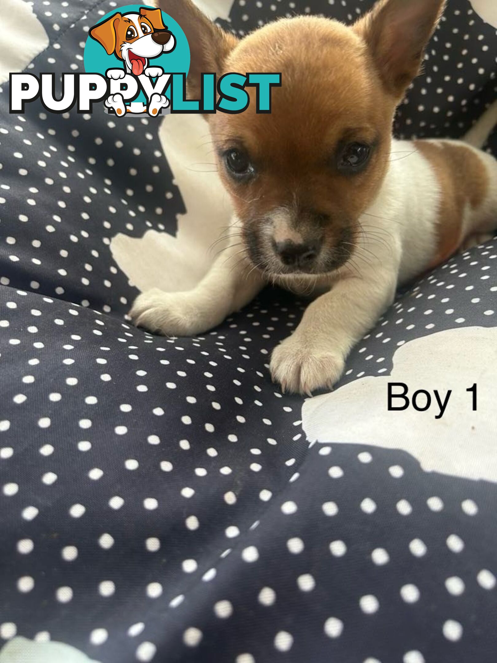 Jack Russell x Foxy puppies for sale
