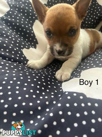 Jack Russell x Foxy puppies for sale