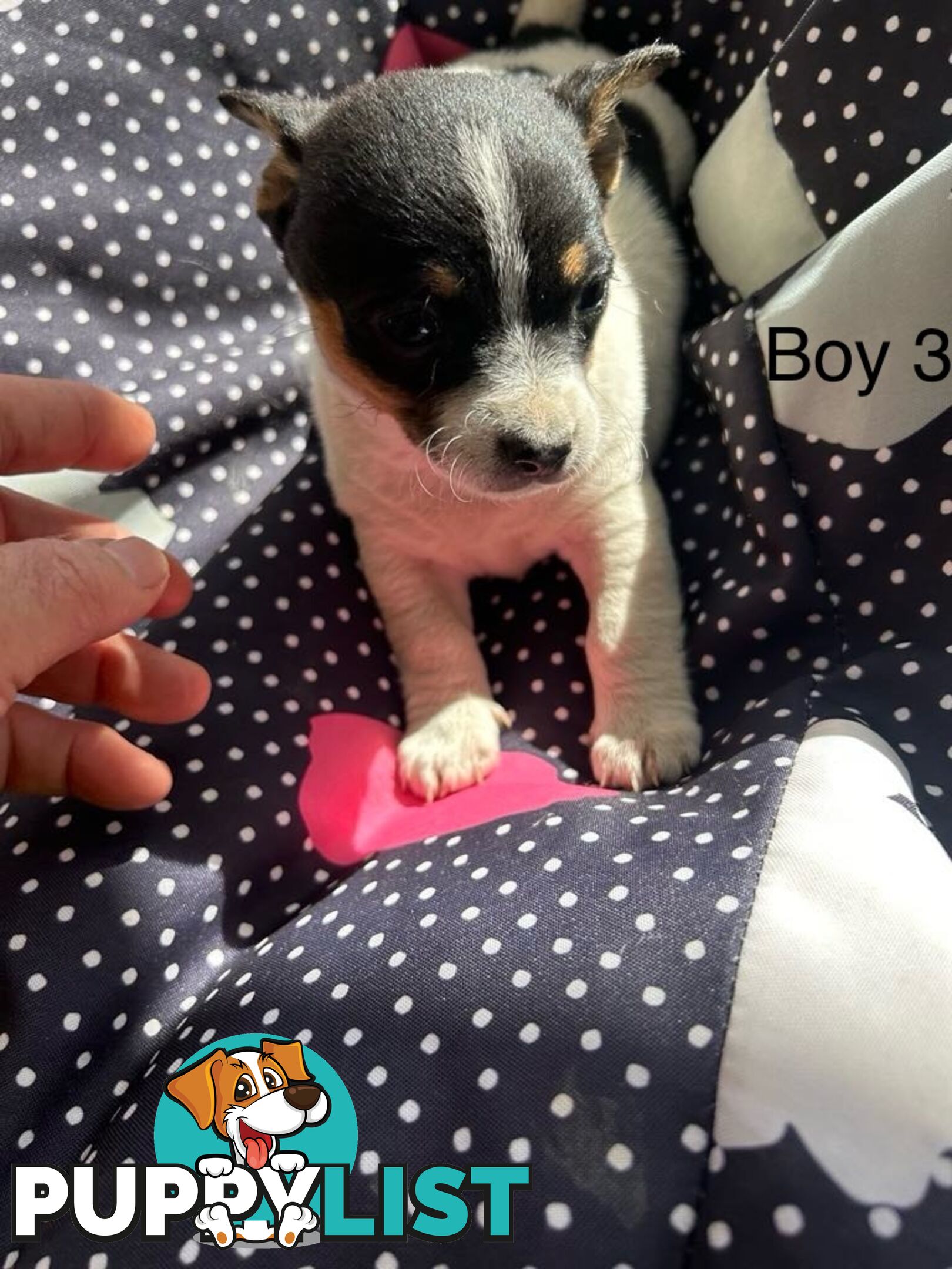 Jack Russell x Foxy puppies for sale