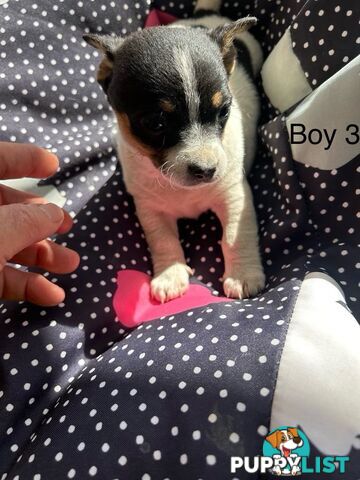 Jack Russell x Foxy puppies for sale