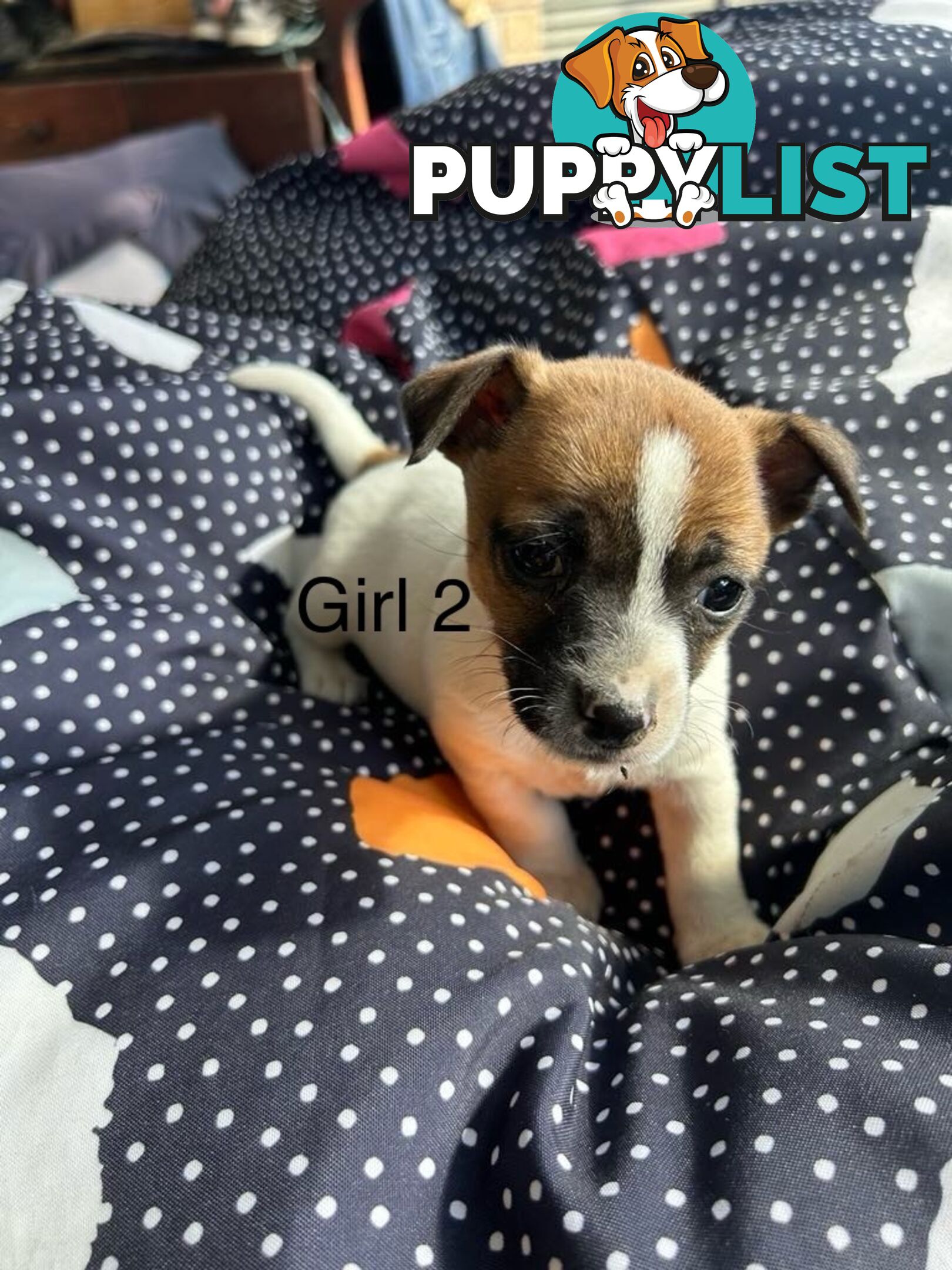 Jack Russell x Foxy puppies for sale