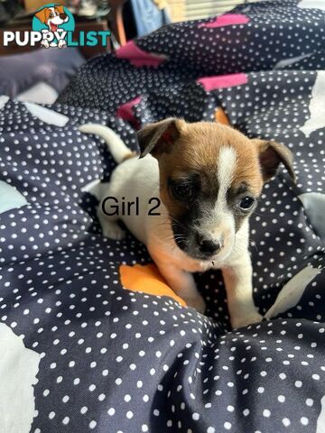 Jack Russell x Foxy puppies for sale