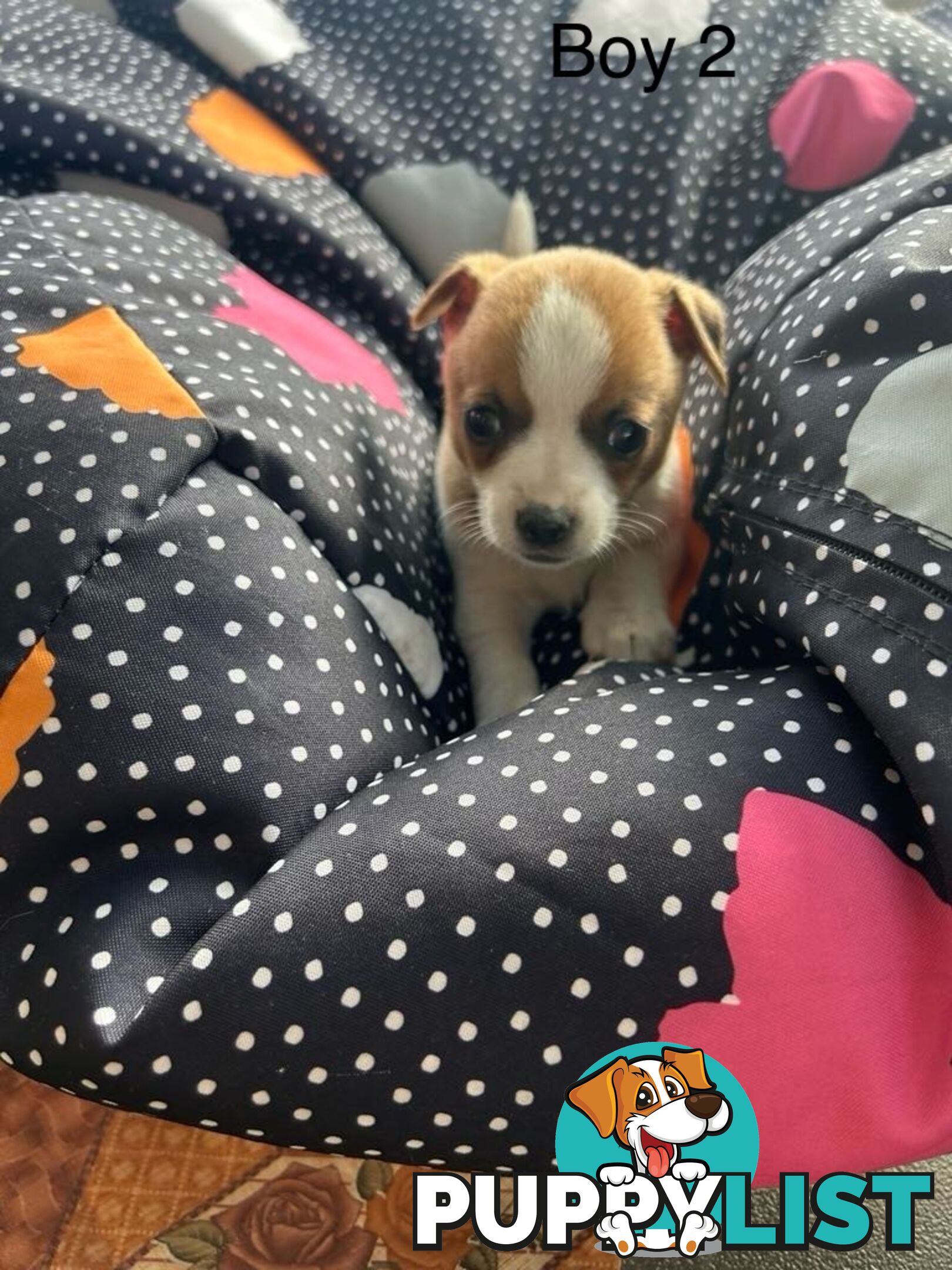 Jack Russell x Foxy puppies for sale