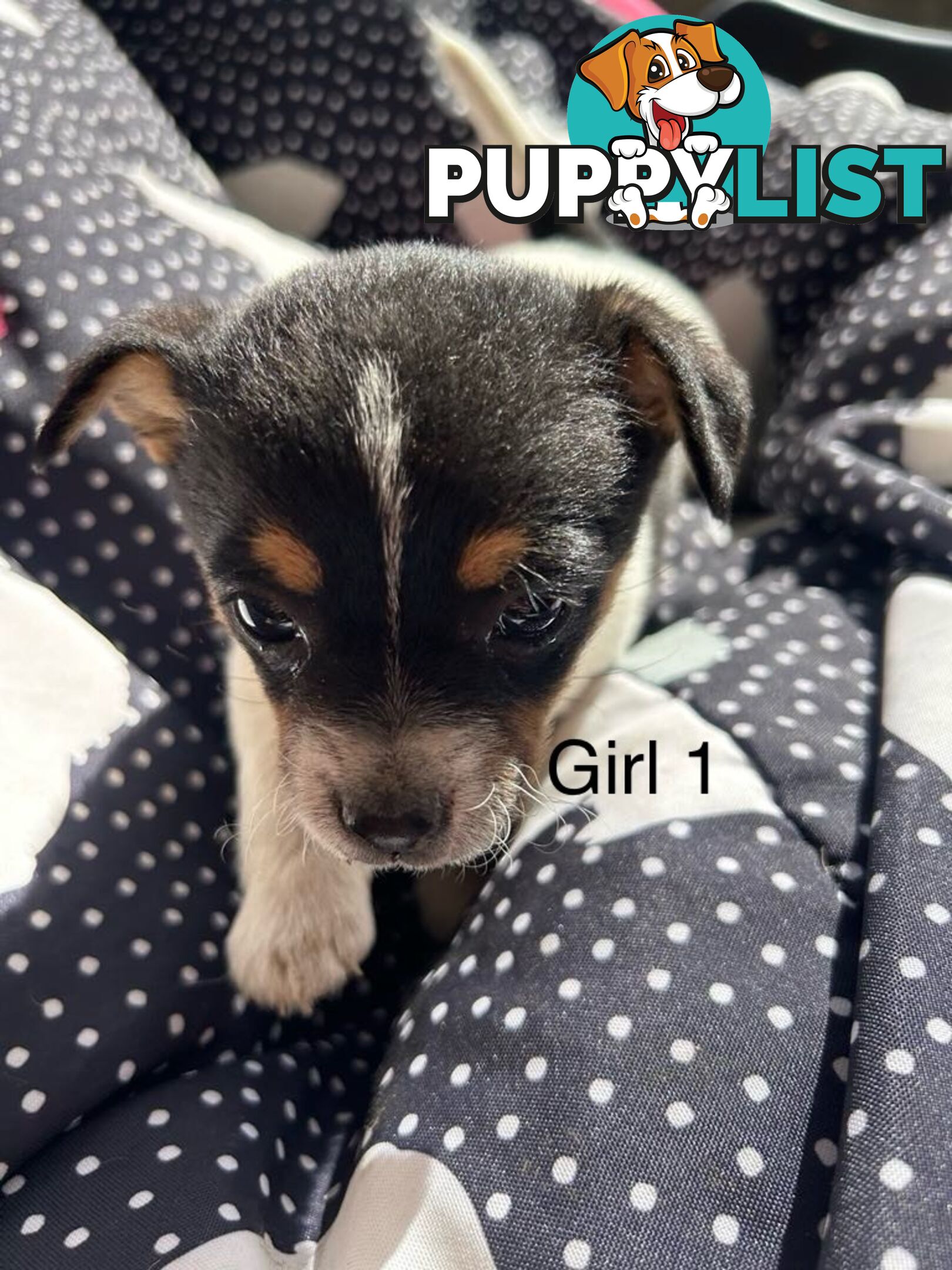 Jack Russell x Foxy puppies for sale