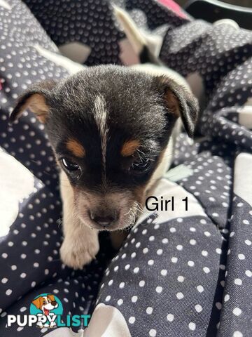Jack Russell x Foxy puppies for sale