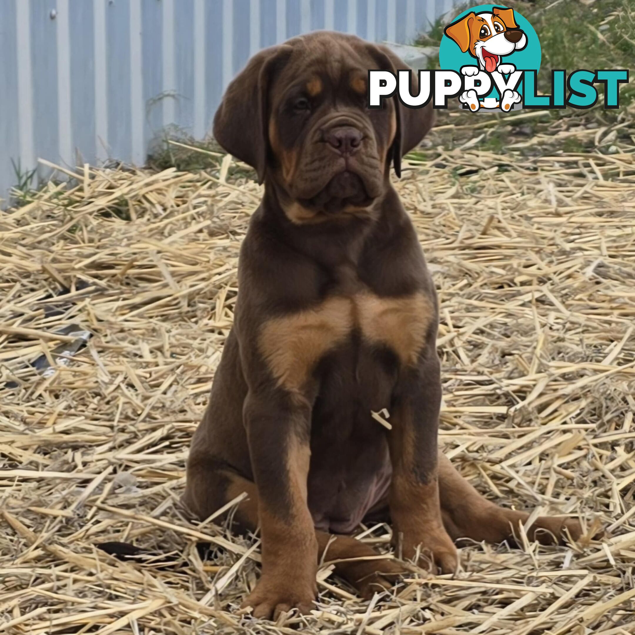 Dogue De Bordeaux X Rottweiler pups.