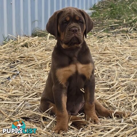 Dogue De Bordeaux X Rottweiler pups.