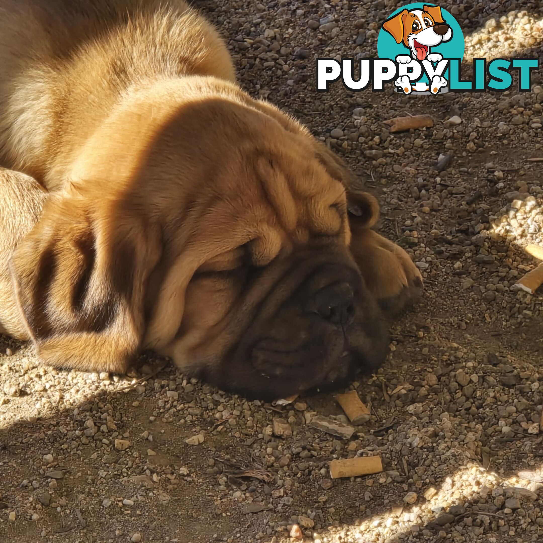Dogue De Bordeaux X Rottweiler pups.