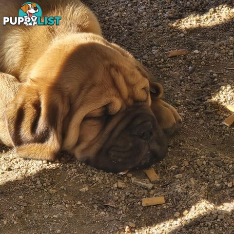 Dogue De Bordeaux X Rottweiler pups.