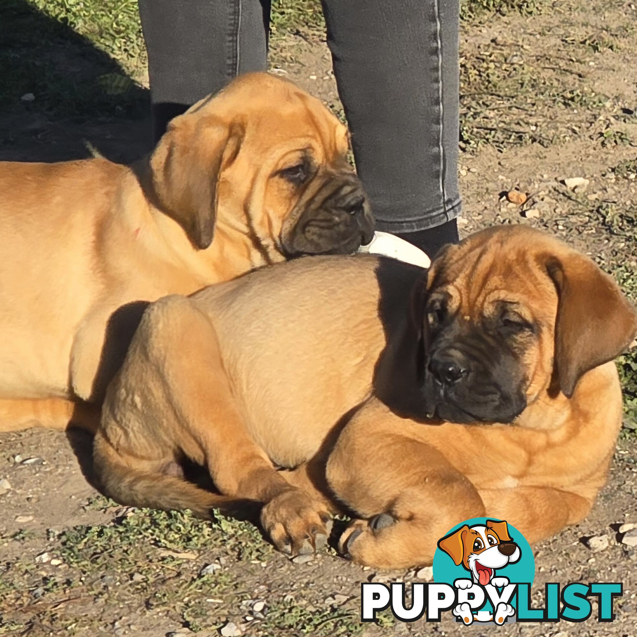 Dogue De Bordeaux X Rottweiler pups.