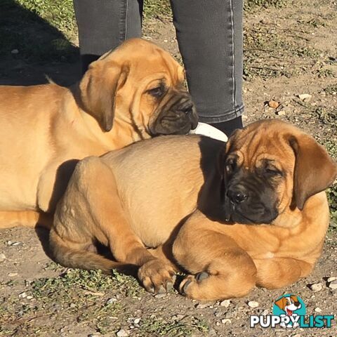 Dogue De Bordeaux X Rottweiler pups.