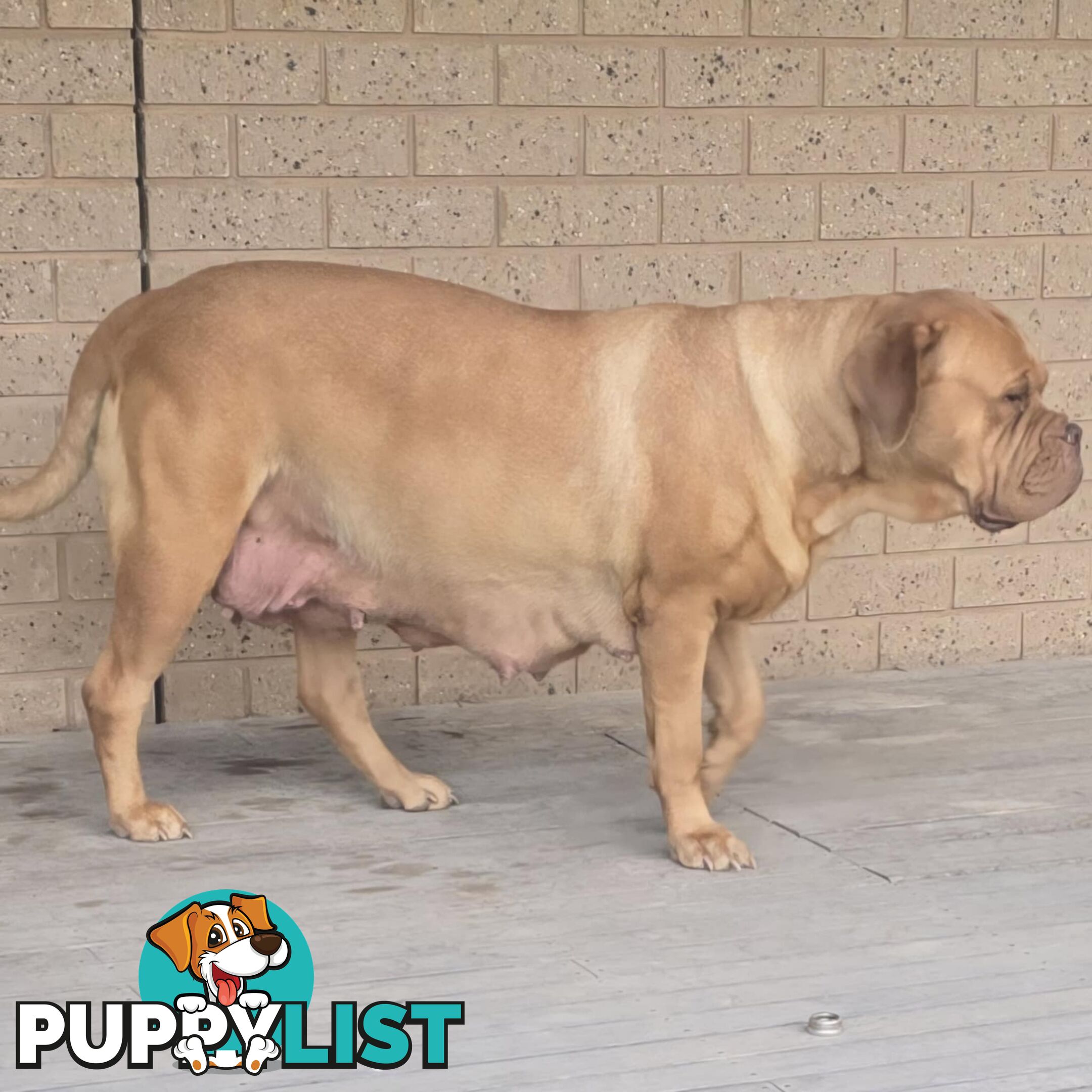 Dogue De Bordeaux X Rottweiler pups.