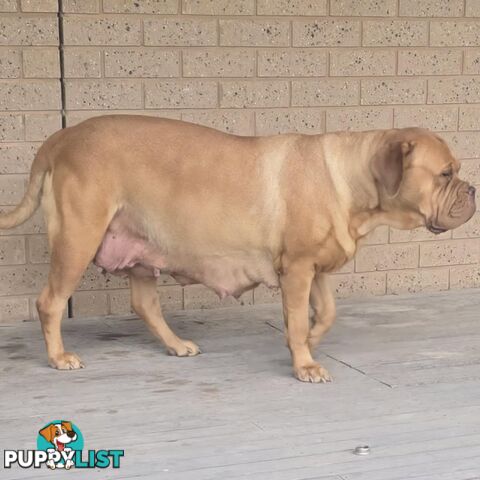 Dogue De Bordeaux X Rottweiler pups.