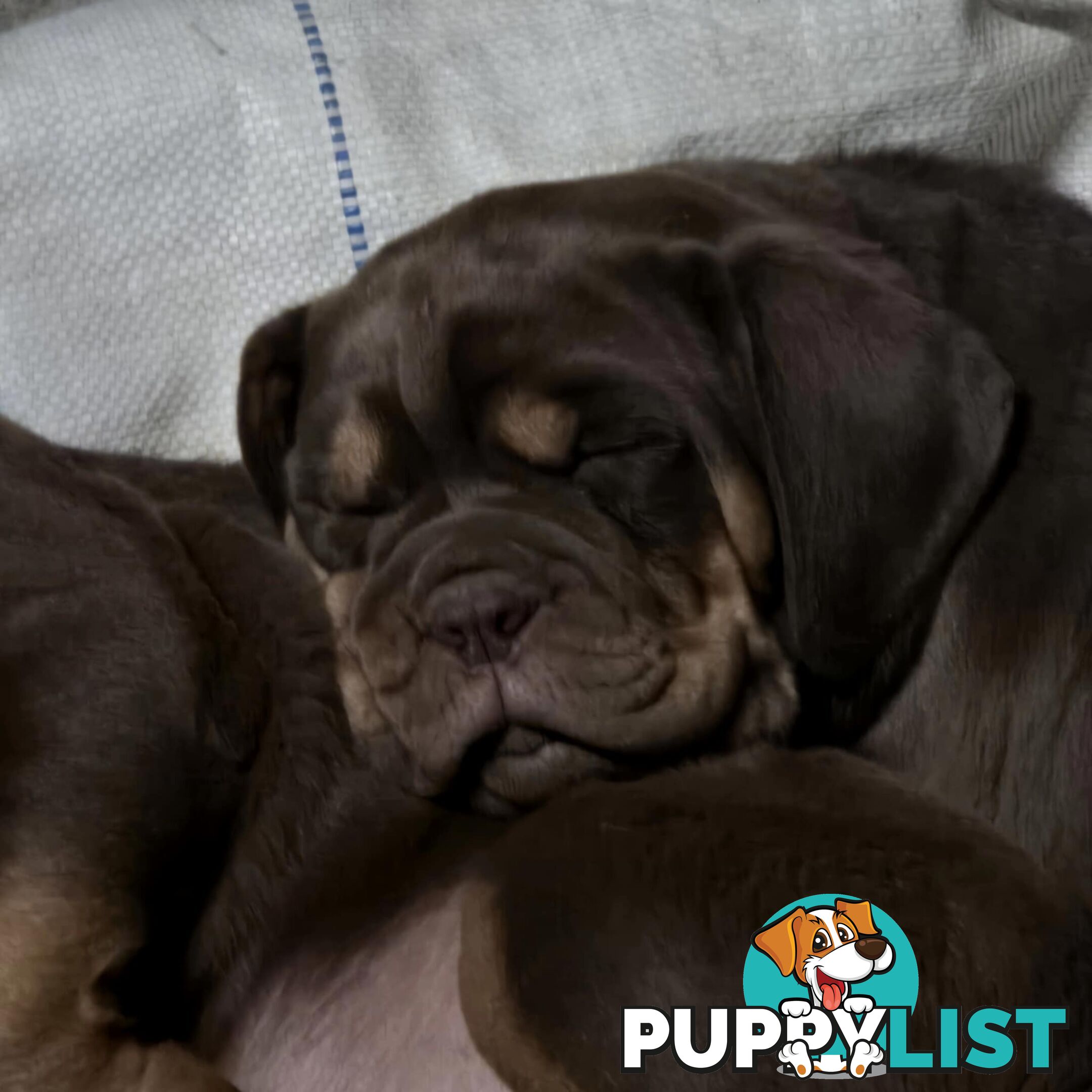 Dogue De Bordeaux X Rottweiler pups.
