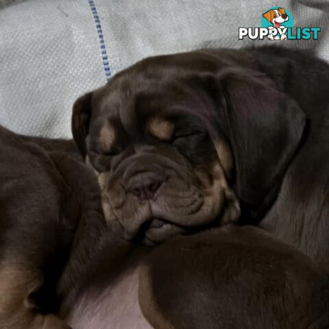 Dogue De Bordeaux X Rottweiler pups.