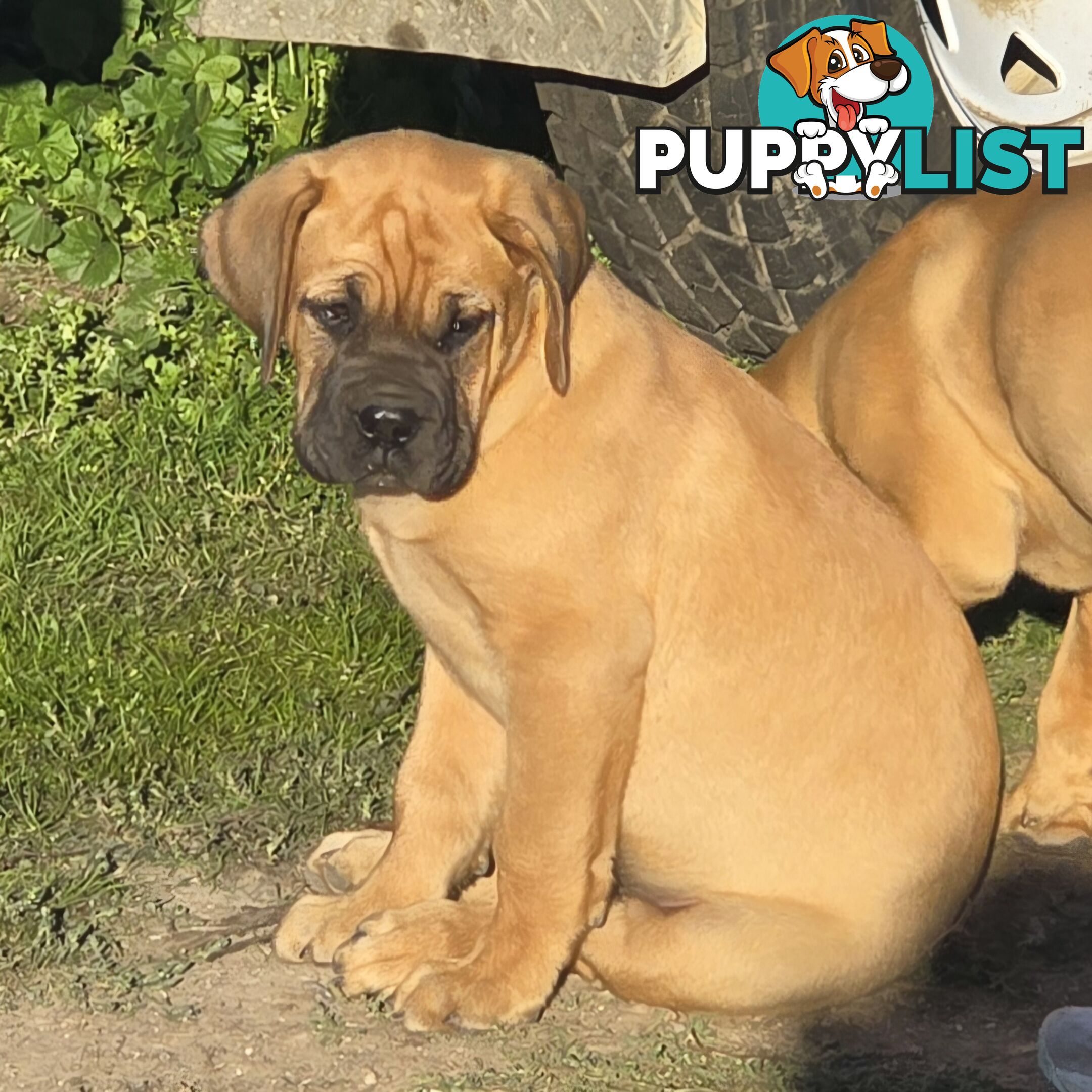 Dogue De Bordeaux X Rottweiler pups.