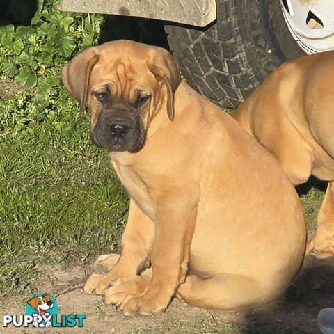 Dogue De Bordeaux X Rottweiler pups.