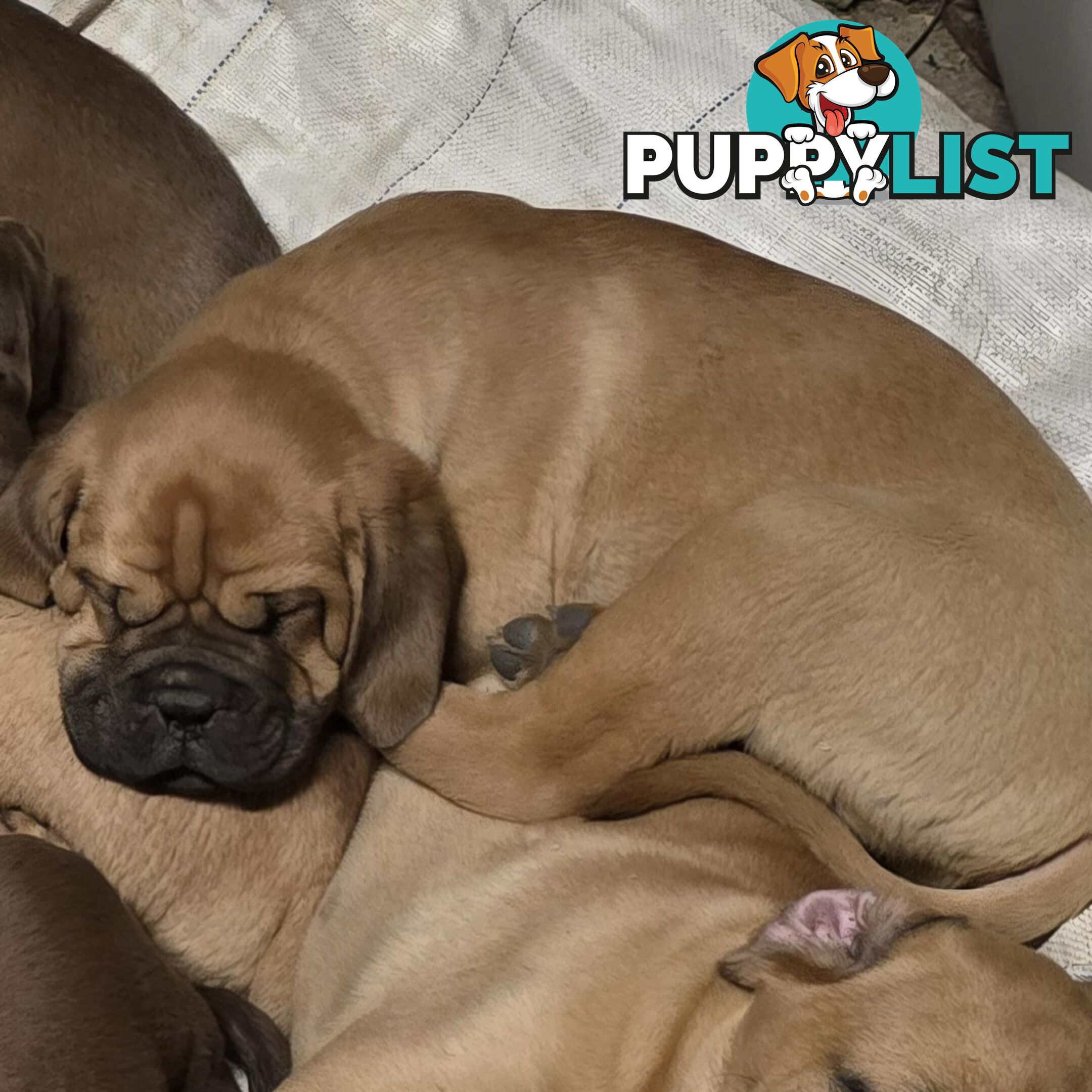 Dogue De Bordeaux X Rottweiler pups.