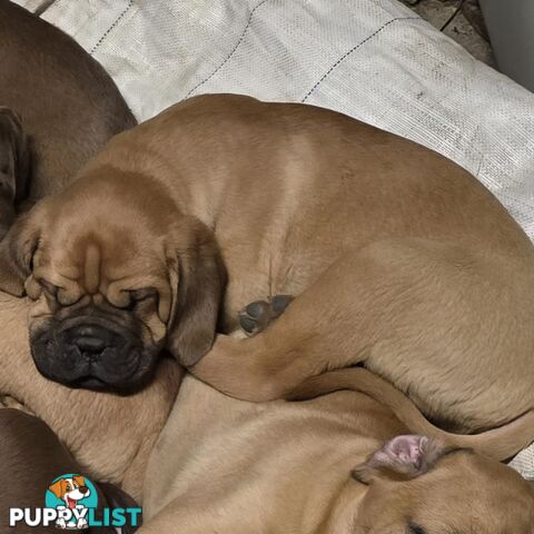Dogue De Bordeaux X Rottweiler pups.