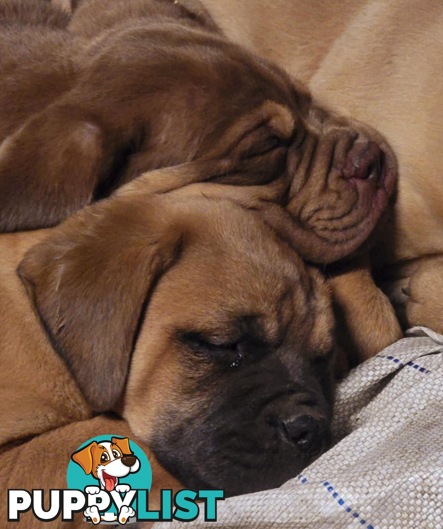 Dogue De Bordeaux X Rottweiler pups.