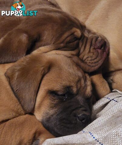 Dogue De Bordeaux X Rottweiler pups.