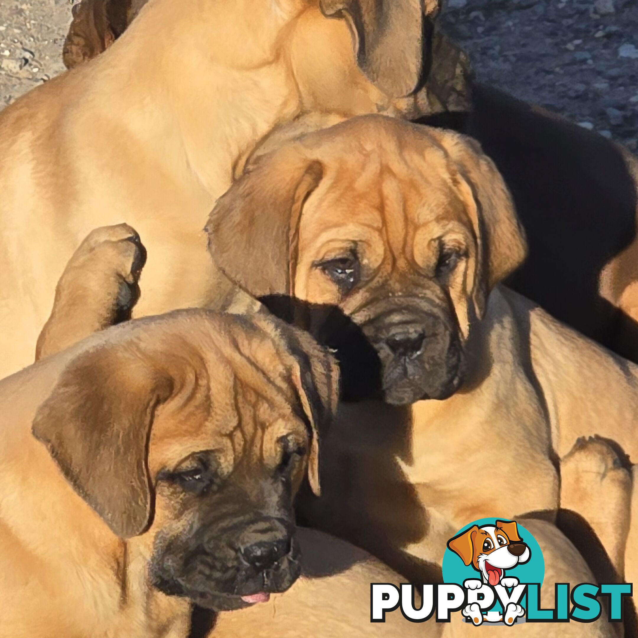 Dogue De Bordeaux X Rottweiler pups.
