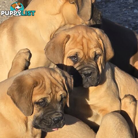 Dogue De Bordeaux X Rottweiler pups.