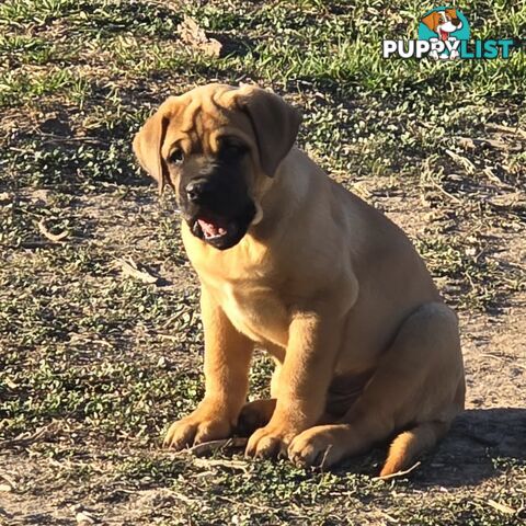 Dogue De Bordeaux X Rottweiler pups.