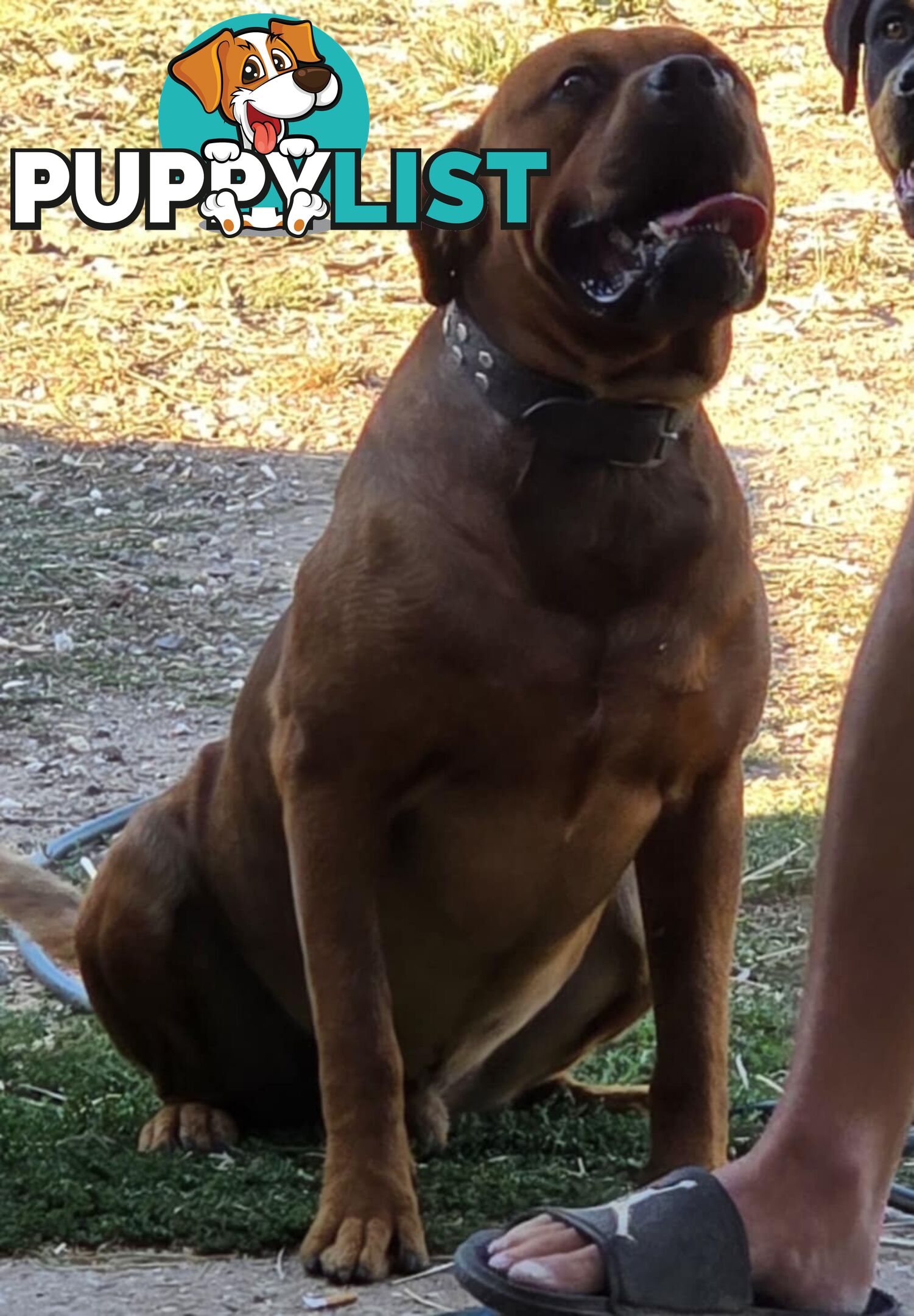 Dogue De Bordeaux X Rottweiler pups.